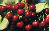 tee obecn Halka - Prunus avium Halka