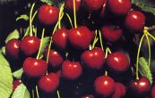 tee obecn Kareova - Prunus avium Kareova