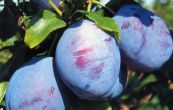 slivo vestka Katinka - Prunus domestica Katinka