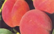 broskvo obecn Suncrest - Prunus persica Suncrest