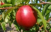 broskvo obecn nektarinka Neve - Prunus persica var. nucipersica Neve