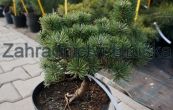 borovice kle Picobello - Pinus mugo Picobello