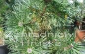 borovice ern Strypemonde - Pinus nigra Strypemonde