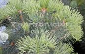 jedle ojnn Nana - Abies concolor Nana
