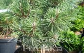 borovice pyrenejsk Little Lady - Pinus uncinata Little Lady