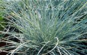 kostava popelav Elijah Blue - Festuca glauca Elijah Blue