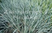ovs stlezelen - Helictotrichon sempervirens