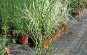 ozdobnice nsk Kleine Fontaine - Miscanthus sinensis Kleine Fontaine