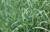 proso prutnat Prairie Sky - Panicum virgatum Prairie Sky