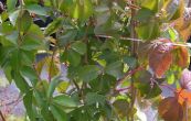 loubinec pětilistý - Parthenocissus quinquefolia