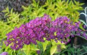 komule Davidova Border Beauty - Buddleja davidii Border Beauty