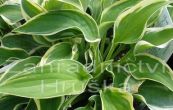 bohyka Mama Mia - Hosta Mama Mia