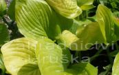 bohyka Sum and Substance - Hosta Sum and Substance
