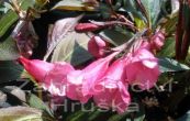weigelie Alexandra - Weigela Alexandra