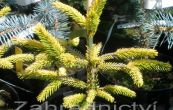 smrk vchodn Aurea Nana - Picea orientalis Aurea Nana