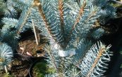 smrk pichlav Iseli Fastigiata - Picea pungens Iseli Fastigiata