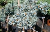 smrk pichlav Meno - Picea pungens Meno