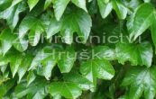 loubinec trojlalon - Parthenocissus tricuspidata