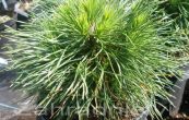 borovice kle Varela - Pinus mugo Varela