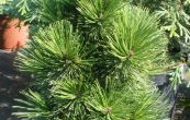 borovice blokor Schmidtii - Pinus leucodermis Schmidtii