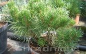 borovice kleč Pumilio - Pinus mugo Pumilio