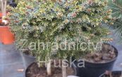 smrk omorika Treplicensis (na kmnku) - Picea omorika Treplicensis (na kmnku)