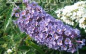 komule Davidova Nanho Blue - Buddleja davidii Nanho Blue