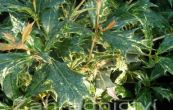 Osmanthus Tricolor