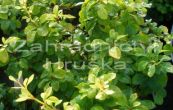 dil Thunbergv Special Gold - Berberis thunbergii Special Gold
