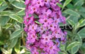 komule Davidova Harlequin - Buddleja davidii Harlequin