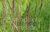 ttina Overdam - Calamagrostis  acutiflora Overdam