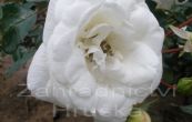 re White New Dawn - Rosa White New Dawn
