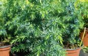 jalovec obecn Mayer - Juniperus communis Mayer
