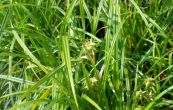 ostice Grayova - Carex grayi