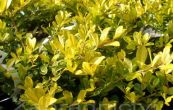 cesmna vroubkovan Golden Gem - Ilex crenata Golden Gem
