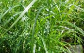ostice muskingumensk - Carex muskingumensis