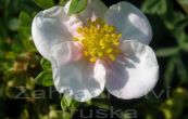 mochna kovit Pink Queen - Potentilla fruticosa Pink Queen