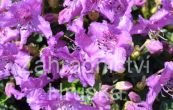 Pnink Radistrotum - Rhododendron Radistrotum