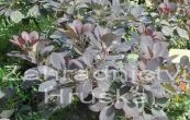 ruj vlasat Royal Purple - Cotinus coggygria Royal Purple