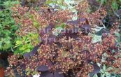 ruj vlasat Royal Purple - Cotinus coggygria Royal Purple