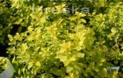 tavolnk japonsk Golden Carpeth - Spiraea japonica Golden Carpeth