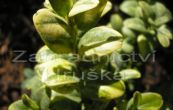 zimostrz vdyzelen Aureovariegata - Buxus sempervirens Aureovariegata