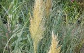 kortaderie dvoudom Pumila - Cortaderia selloana Pumila