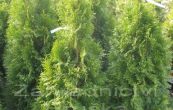 zerav zpadn Smaragd - Thuja occidentalis Smaragd