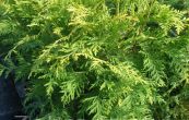 zerav zpadn Globosa Nana - Thuja occidentalis Globosa Nana