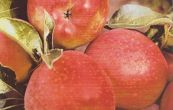 jablo domc Nabela - Malus domestica Nabela