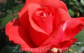 re Holtnsk perla - Rosa Holtnsk perla