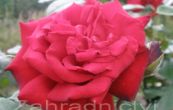 re Ingrid Bergman - Rosa Ingrid Bergman