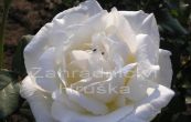 re Mount Shasta - Rosa Mount Shasta