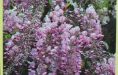 vistrie kvtnat Honbeni (Pink Ice) - Wisteria floribunda Honbeni (Pink Ice)